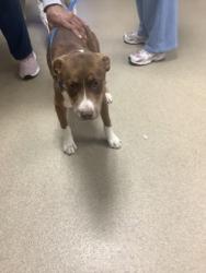 Shelter Stray Female Dog last seen , , TX, 355 Hillshire Dr, Haslet, TX 76052, USA