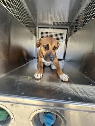 Shelter Stray Female Dog last seen Near Ann St, Central District, TX, 355 Hillshire Dr, Haslet, TX 76052, USA
