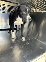 Shelter Stray Male Dog last seen Near Ann St, Central District, TX, 355 Hillshire Dr, Haslet, TX 76052, USA