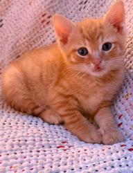 Shelter Stray Male Cat last seen Near Rockbridge Road, Stone Mountain, GA, 30083, 30083, GA, 3280 Chamblee Dunwoody Rd, Chamblee, GA 30341, USA