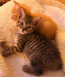 Shelter Stray Female Cat last seen Near Rockbridge Road, Stone Mountain, GA, 30083, 30083, GA, 3280 Chamblee Dunwoody Rd, Chamblee, GA 30341, USA