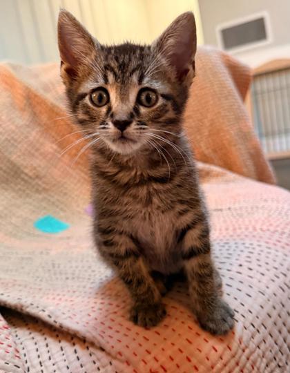 Shelter Stray Male Cat last seen Near Rockbridge Road, Stone Mountain, GA, 30083, 30083, GA, 3280 Chamblee Dunwoody Rd, Chamblee, GA 30341, USA