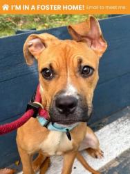 Shelter Stray Female Dog last seen Near N Clinton, 21205, MD, 2490 Giles Rd, Baltimore, MD 21225, USA