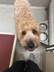 Reunited Male Dog last seen Belmont Rd & 61st Street, Downers Grove, IL 60559