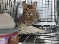 Shelter Stray Female Cat last seen Wyngate, Caddo Parish, LA, 1500 Monty St, Shreveport, LA 71107, USA
