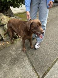 Shelter Stray Unknown Dog last seen Near 20TH AVE E, Seattle, WA, 2061 15th Ave W, Seattle, WA 98119, USA