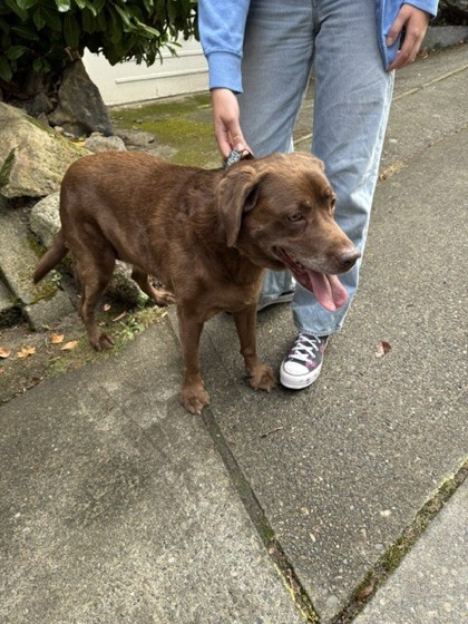 Shelter Stray Unknown Dog last seen Near 20TH AVE E, Seattle, WA, 2061 15th Ave W, Seattle, WA 98119, USA
