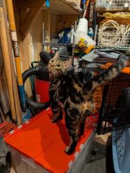 Shelter Stray Male Cat last seen Near 65TH AVE NE, Seattle, WA, 2061 15th Ave W, Seattle, WA 98119, USA