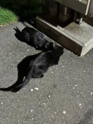 Shelter Stray Male Cat last seen Near W MARGINAL WAY SW, Seattle, WA, 2061 15th Ave W, Seattle, WA 98119, USA