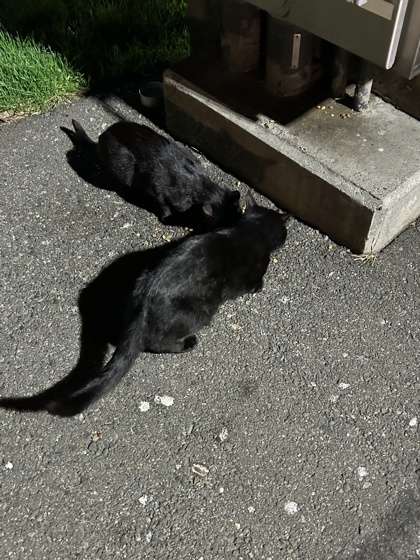 Shelter Stray Male Cat last seen Near W MARGINAL WAY SW, Seattle, WA, 2061 15th Ave W, Seattle, WA 98119, USA