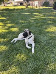 Reunited Unknown Dog last seen Meridian, Indianapolis, IN 46227