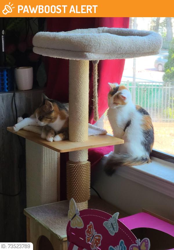 Found/Stray Female Cat last seen apmt Building 3, Rockdale County, GA 30094
