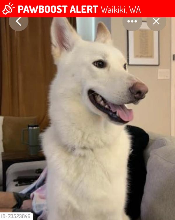 Lost Male Dog last seen Rockingham, Waikiki, WA 6169