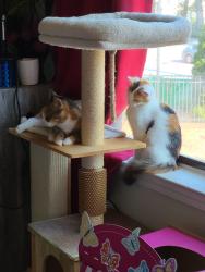 Found/Stray Female Cat last seen apmt Building 3, Rockdale County, GA 30094