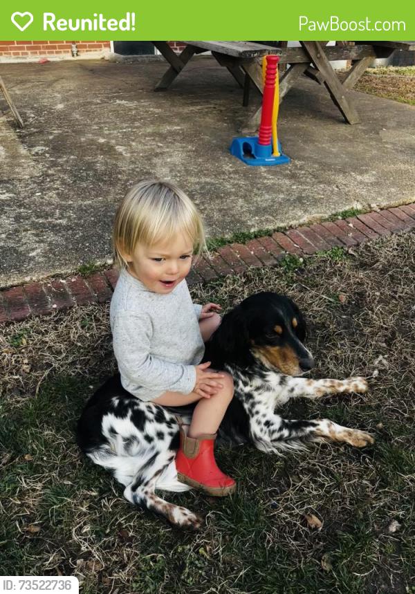 Reunited Male Dog last seen Fendall and Westwood, Richmond, VA 23222