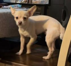 Reunited Male Dog last seen Near old stage rd and timber dr, Raleigh, NC 27603