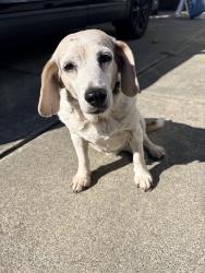 Reunited Female Dog last seen By goose creek park, Washington, NC 27889