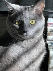 Lost Female Cat last seen Shannon and Overton, Tucson, AZ 85742