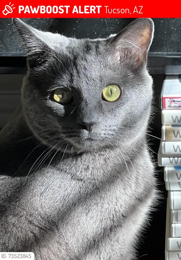 Lost Female Cat last seen Shannon and Overton, Tucson, AZ 85742
