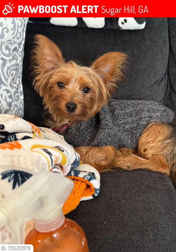 Lost Male Dog last seen Riverside Walk Dr, Sugar Hill, GA 30518