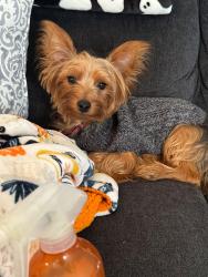 Lost Male Dog last seen Riverside Walk Dr, Sugar Hill, GA 30518