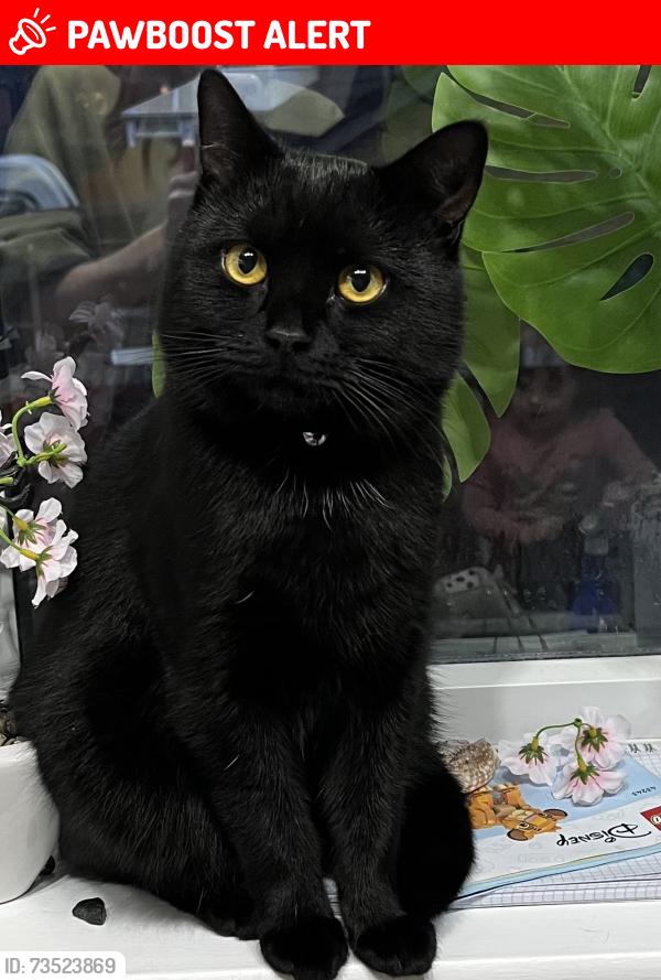 Lost Male Cat last seen Manor road brimmington, Brimington, England 