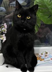 Lost Male Cat last seen Manor road brimmington, Brimington, England 