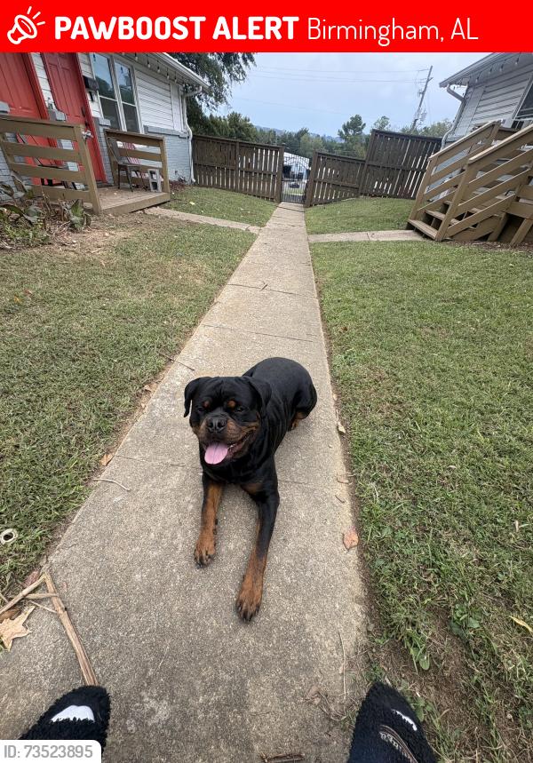 Lost Male Dog last seen Near 12th Ave N, Birmingham, AL 35234