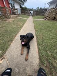 Lost Male Dog last seen Near 12th Ave N, Birmingham, AL 35234