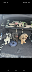 Lost Male Dog last seen Wilkens, Baltimore, MD 21223