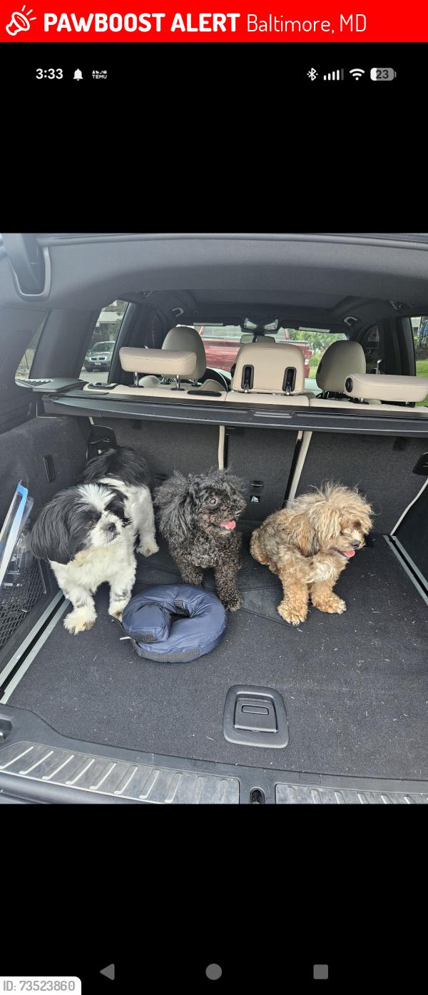 Lost Male Dog last seen Wilkens, Baltimore, MD 21223
