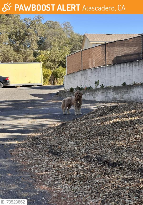 Found/Stray Unknown Dog last seen By the Atascadero Police Station, Atascadero, CA 93422