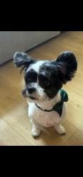 Reunited Male Dog last seen Unknown, Vancouver, WA 98662