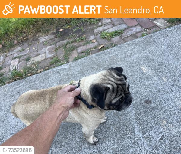Found/Stray Male Dog last seen Warwick Ave and Dowling, San Leandro, CA 94577