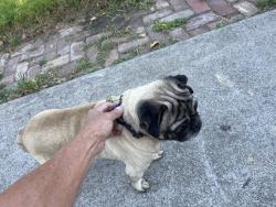 Found/Stray Male Dog last seen Warwick Ave and Dowling, San Leandro, CA 94577