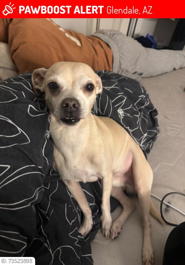 Lost Male Dog last seen 47th Ave and Rancho Drive, Glendale, AZ 85301