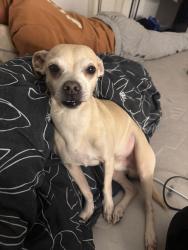 Lost Male Dog last seen 47th Ave and Rancho Drive, Glendale, AZ 85301
