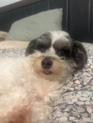 Lost Male Dog last seen Silver Sage Dr & Winterhazel Dr, Fort Worth, TX 76137