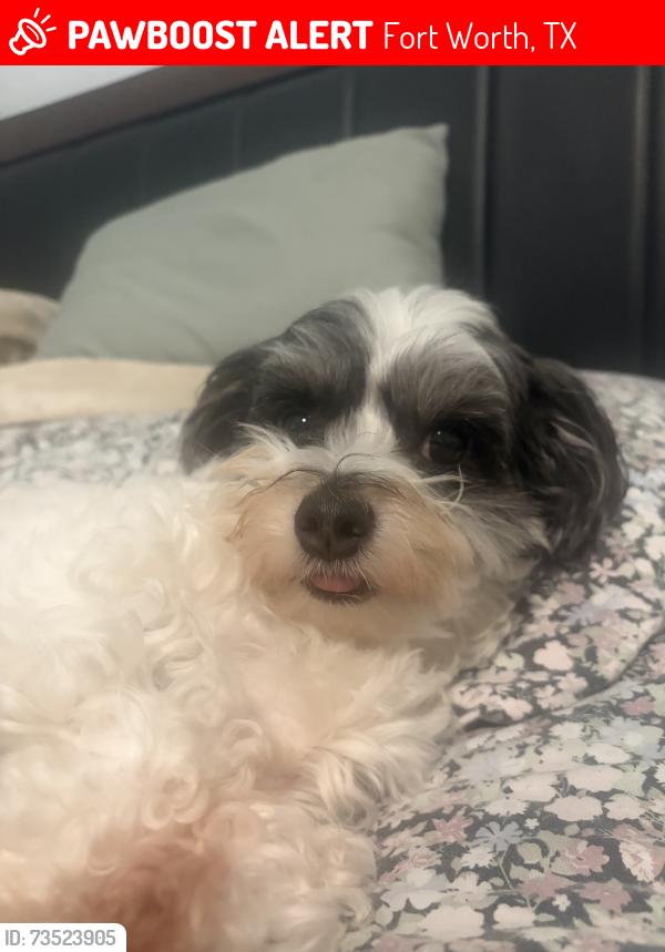 Lost Male Dog last seen Silver Sage Dr & Winterhazel Dr, Fort Worth, TX 76137