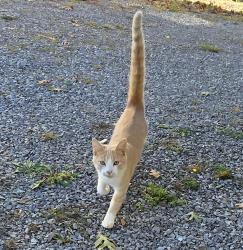 Reunited Male Cat last seen Mint Rd., Blount County, TN 37803