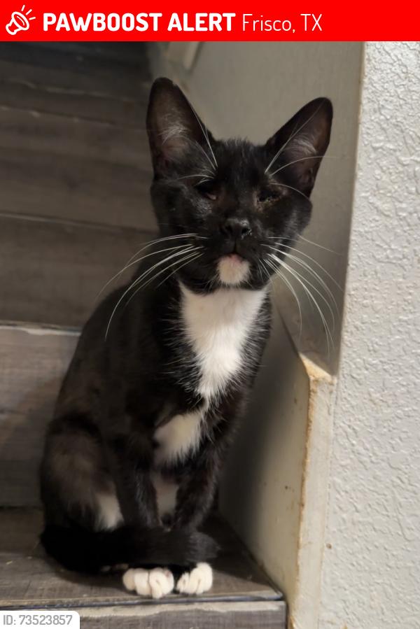 Lost Female Cat last seen Armor Ln Frisco 75035, Frisco, TX 75035