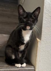 Lost Female Cat last seen Armor Ln Frisco 75035, Frisco, TX 75035