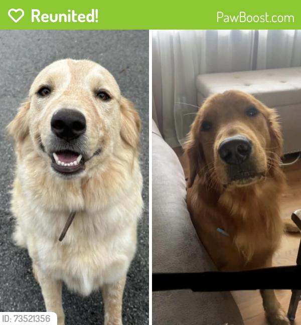 Reunited Unknown Dog last seen Standifer Gap, Chattanooga, TN 37421