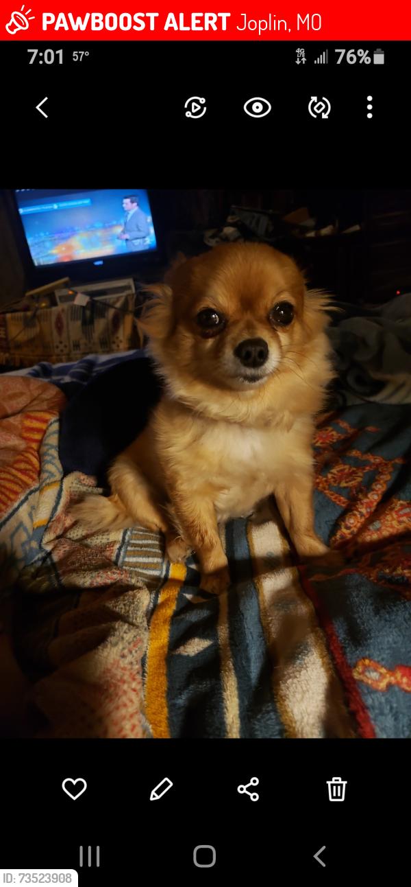 Lost Female Dog last seen Indiana and Windsor, Joplin, MO 64801