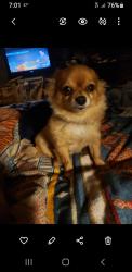 Lost Female Dog last seen Indiana and Windsor, Joplin, MO 64801