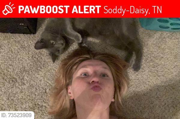 Lost Male Cat last seen Blackberry Creek Apts, Soddy-Daisy, TN 37379