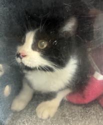 Shelter Stray Female Cat last seen Near S 5070 W, SALT LAKE CITY, UT, 84104, 511 W 3900 S, Salt Lake City, UT 84123, USA