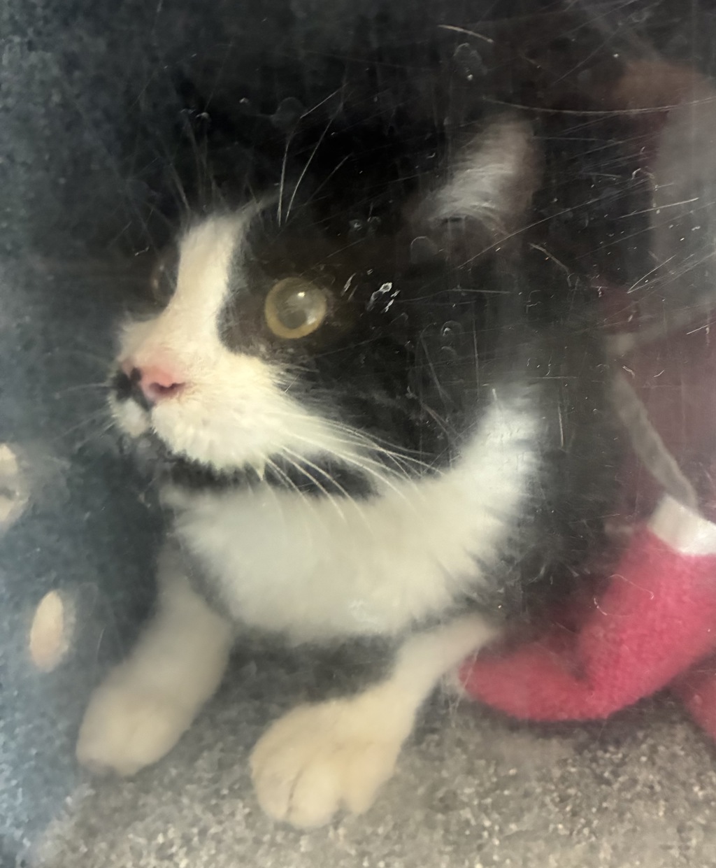 Shelter Stray Female Cat last seen Near S 5070 W, SALT LAKE CITY, UT, 84104, 511 W 3900 S, Salt Lake City, UT 84123, USA
