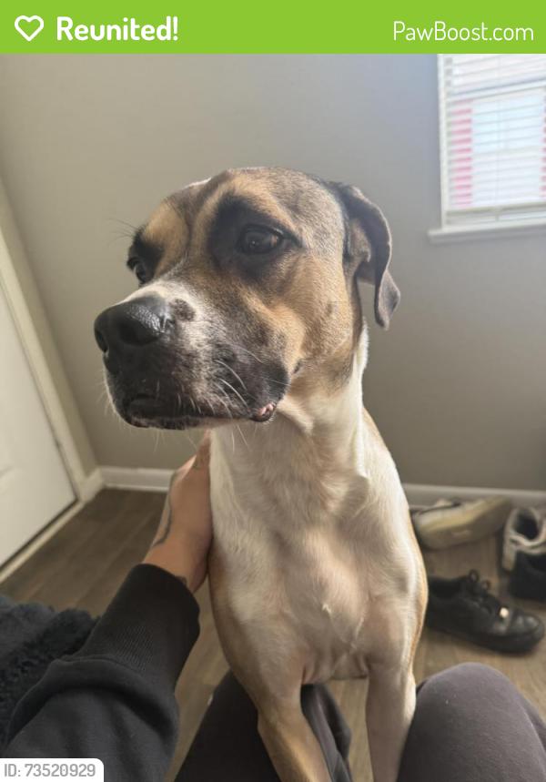 Reunited Female Dog last seen Primrose dr S18th street, Waco, TX 76702