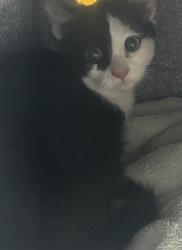 Shelter Stray Female Cat last seen Near S 5070 W, SALT LAKE CITY, UT, 84104, 511 W 3900 S, Salt Lake City, UT 84123, USA